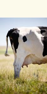 Dairy Cow Leasing
