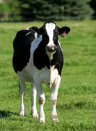 Dairy Cows Leasing Benefits