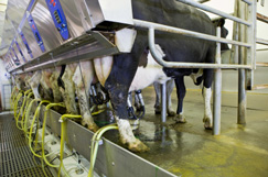Why Lease Dairy Cows?